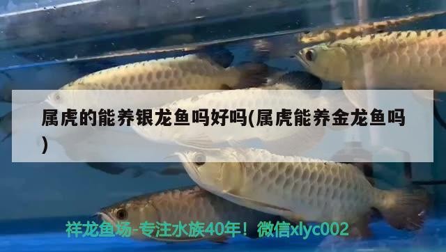 屬虎的能養(yǎng)銀龍魚(yú)嗎好嗎(屬虎能養(yǎng)金龍魚(yú)嗎)