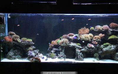 紅海魚缸reefer和max都是以色列高品質珊瑚礁巖系統：紅海魚缸reefer和max各有特色