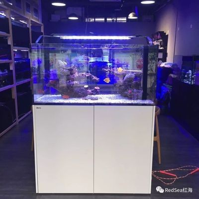 紅海魚缸reefer和max都是以色列高品質珊瑚礁巖系統：紅海魚缸reefer和max各有特色