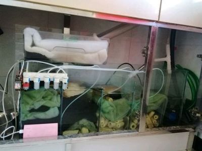 魚缸溢流區的秘密魚缸溢流區的秘密魚缸溢流區的設計：如何在底濾魚缸中實現既能吹底便又能打氣泡