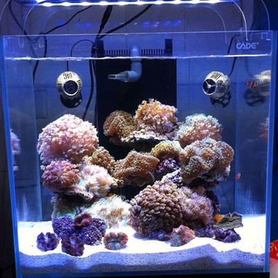 觀賞魚批發的利潤空間有多大，觀賞魚批發利潤空間受多種因素影響