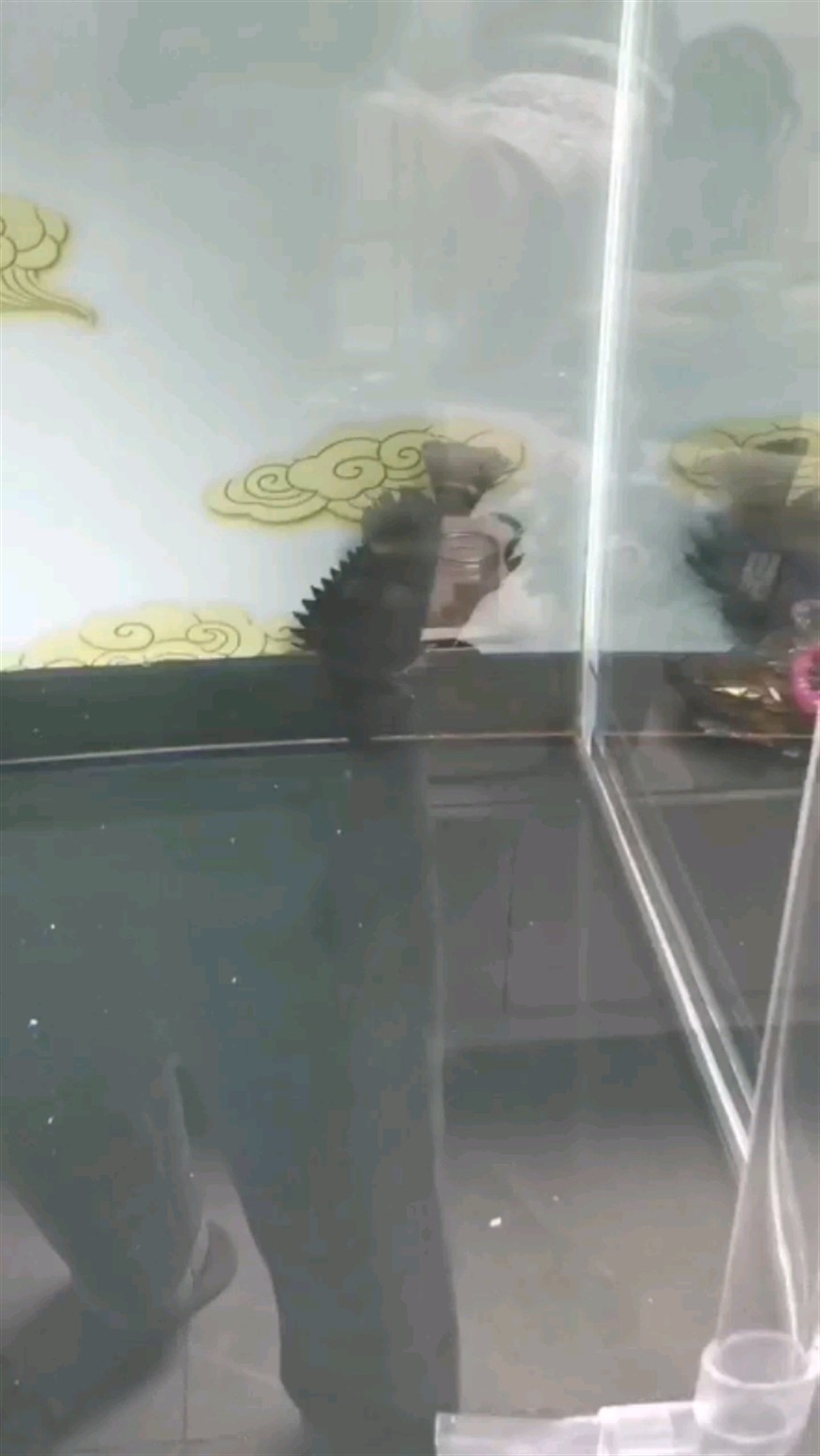 虎魚倒立吸缸底游 呼吸急促 虎魚倒立吸缸底游 呼吸急促 虎魚百科 第1張