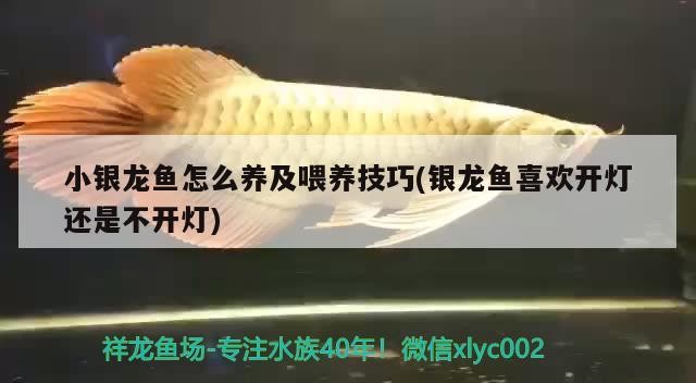 小銀龍魚怎么養及喂養技巧(銀龍魚喜歡開燈還是不開燈)