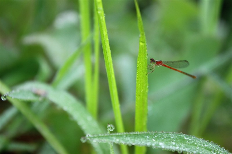 虎魚的小伙伴