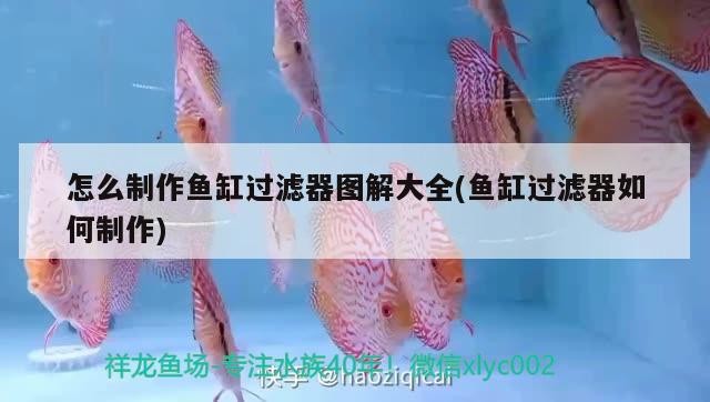 銀龍魚怎么能養好(銀龍魚的養法和注意事項)