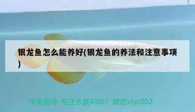 銀龍魚怎么能養好(銀龍魚的養法和注意事項)