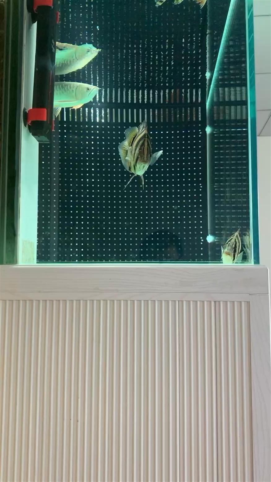 龍魚外寄一般多久會惡化，如何判斷龍魚外寄是否惡化？