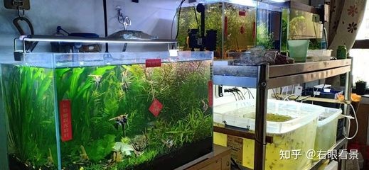 南美魚缸怎么選？：南美原生水草介紹南美風格魚缸養護技巧養護技巧