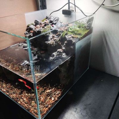 40厘米魚缸圖片：40厘米魚缸的圖片及相關信息：40厘米魚缸尺寸選擇技巧