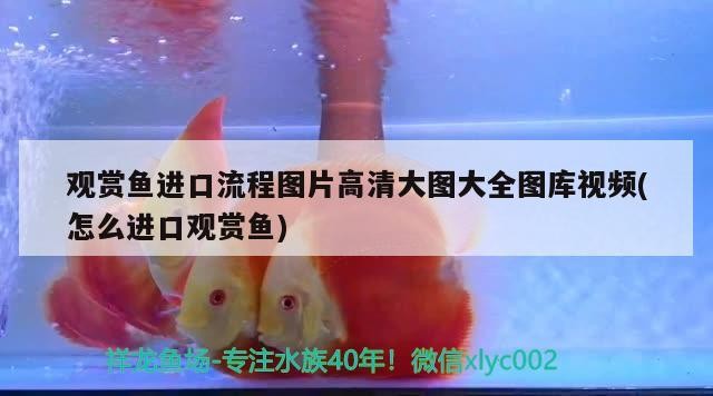 龍魚和虎鯊可以混養(yǎng)（和龍魚虎魚混養(yǎng)的魚_）