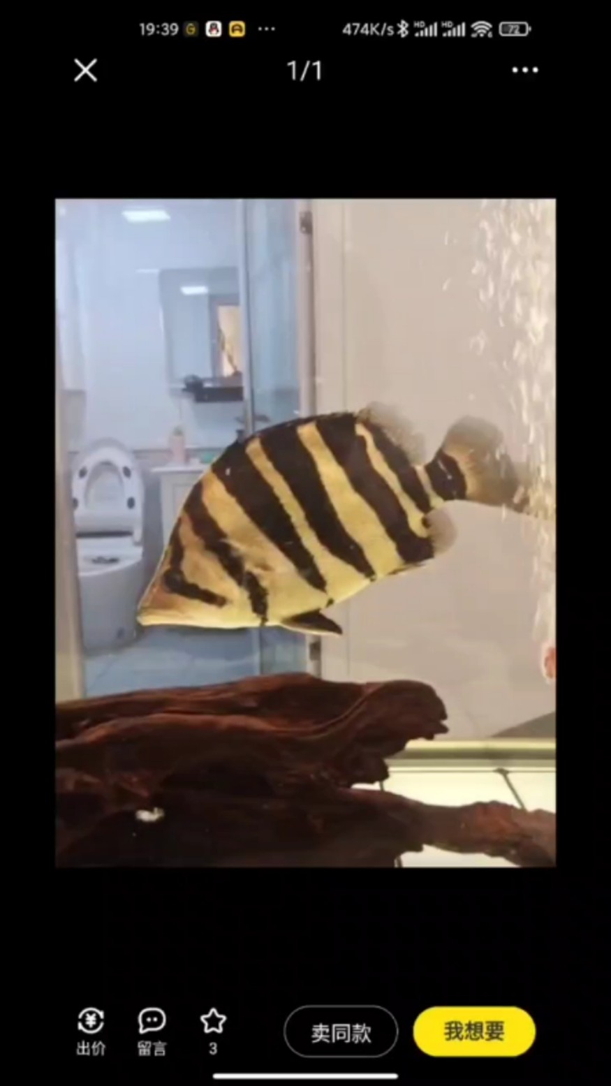 虎魚 看一下