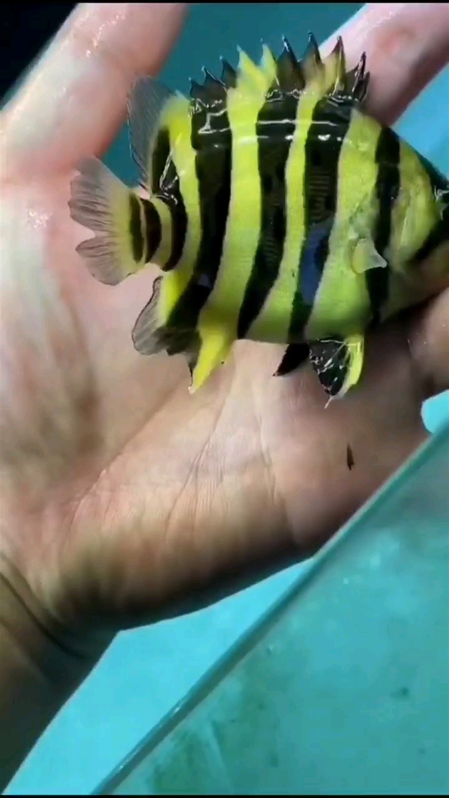 胖胖虎魚