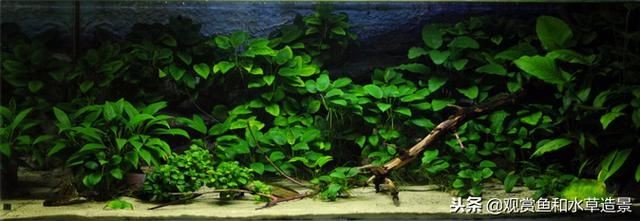 黑金沙魚缸造景的優缺點：在使用黑金沙進行魚缸造景：黑金沙與魚缸造景的優缺點：黑金沙魚缸造景的優缺點