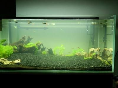 黑金沙魚缸造景的優缺點：在使用黑金沙進行魚缸造景：黑金沙與魚缸造景的優缺點：黑金沙魚缸造景的優缺點