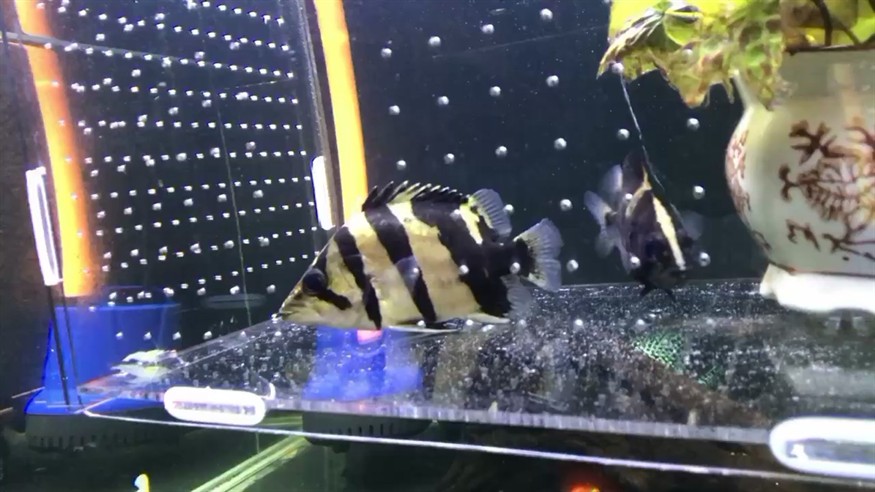 虎魚嘴巴抖動不停
