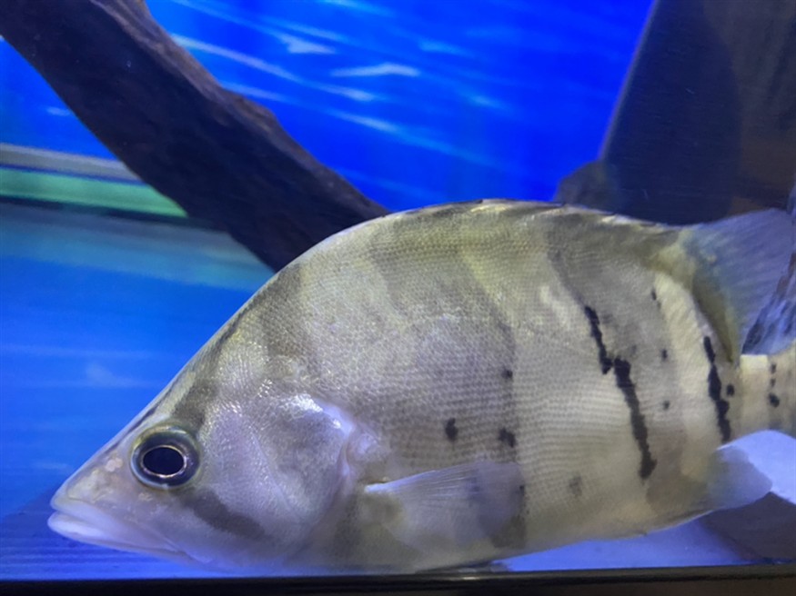我這條虎魚咋回事