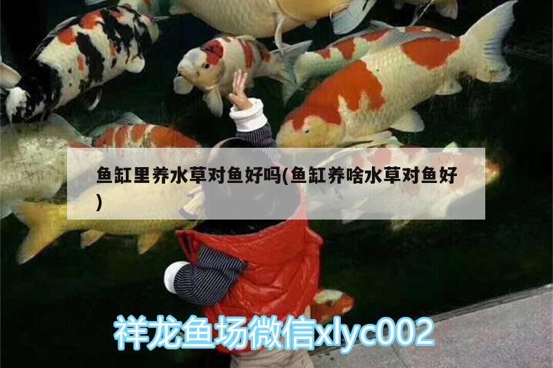 我這條虎魚咋回事