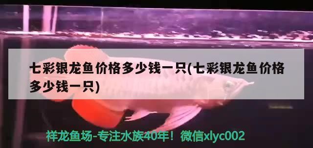 七彩銀龍魚價格多少錢一只(七彩銀龍魚價格多少錢一只)