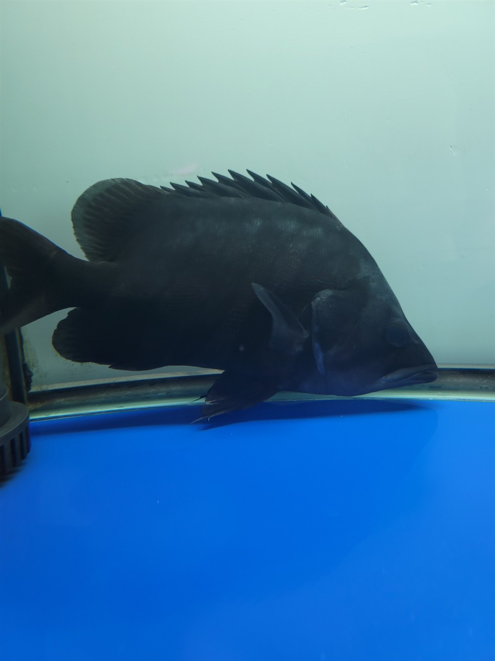 虎魚不活躍食欲不佳蹭缸