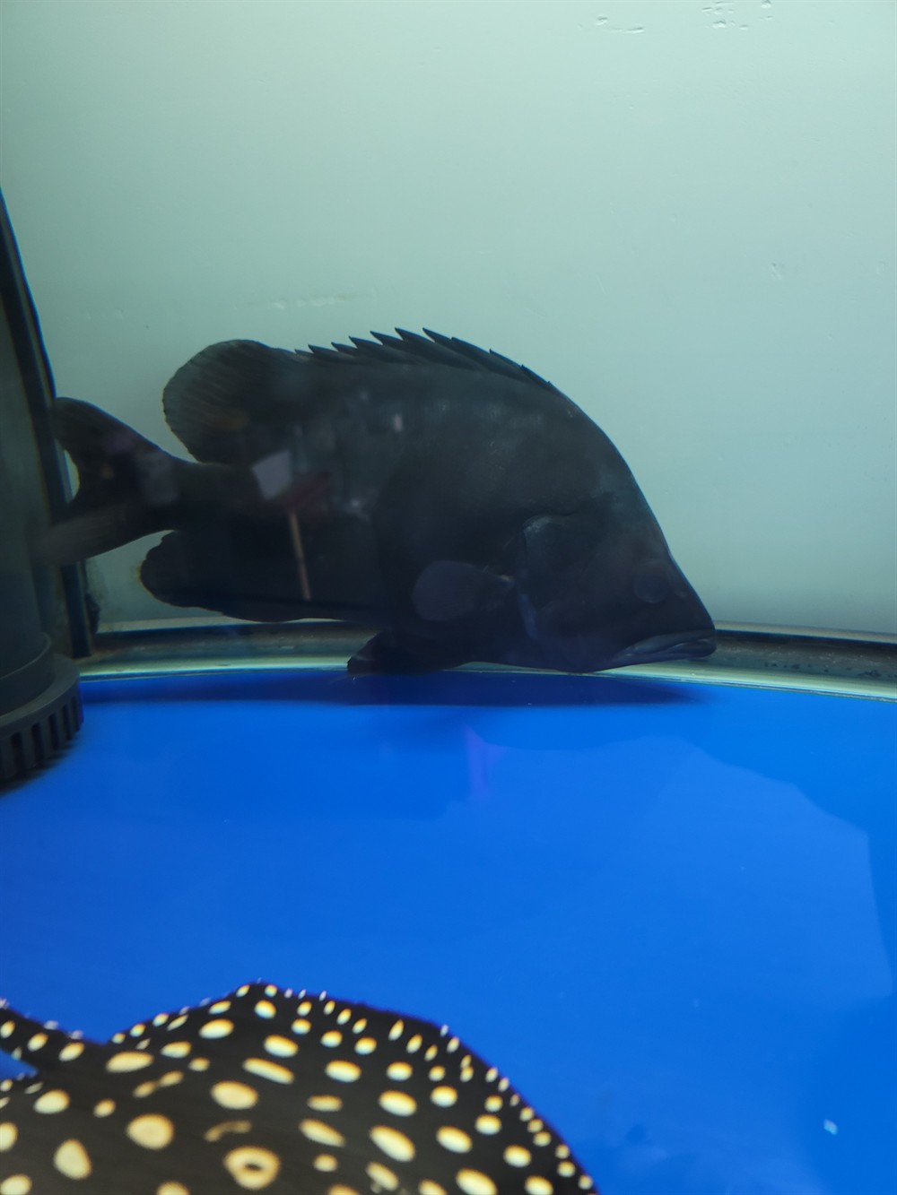 虎魚不活躍食欲不佳蹭缸