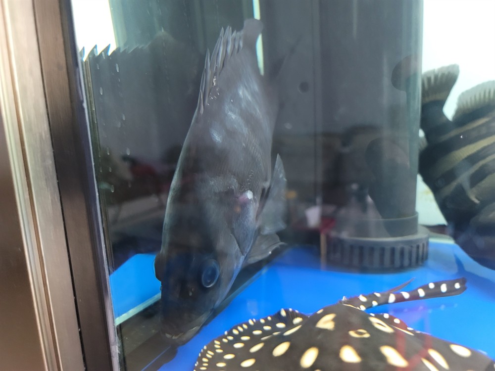 虎魚不活躍食欲不佳蹭缸