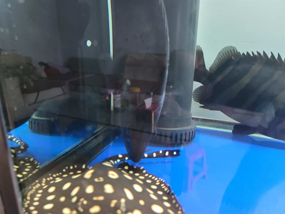 虎魚不活躍食欲不佳蹭缸