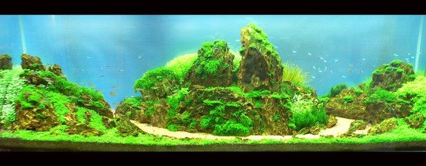 大型魚缸造景效果圖：大型魚缸造景效果圖大型魚缸造景效果圖需要注意以下原則