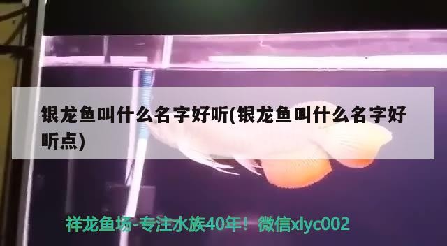 龍魚干蝦有營養(yǎng)嗎 銀龍魚叫什么名字好聽(銀龍魚叫什么名字好聽點) 銀龍魚百科 銀龍魚叫什么名字好聽(銀龍魚叫什么名字好聽點) 銀龍魚叫什么名字好聽(銀龍魚叫什么名字好聽點) 銀龍魚百科