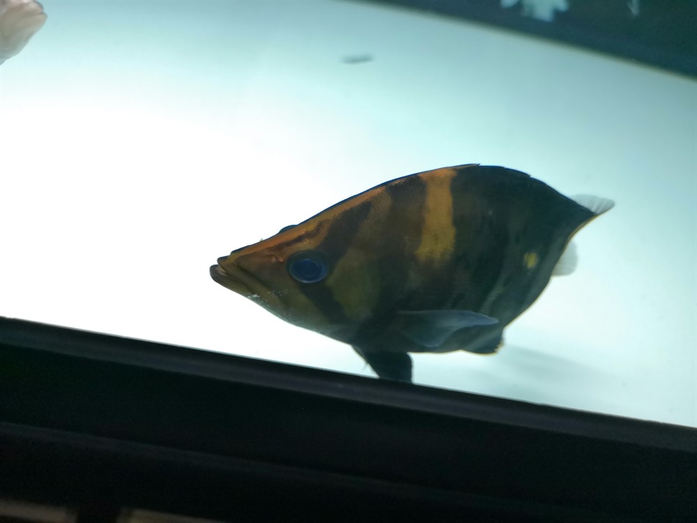 虎魚這種魚眼還有救嗎?