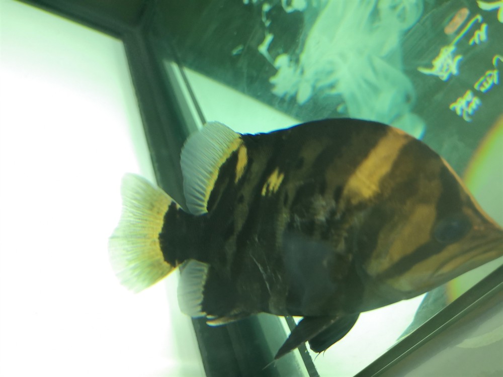 虎魚這種魚眼還有救嗎?