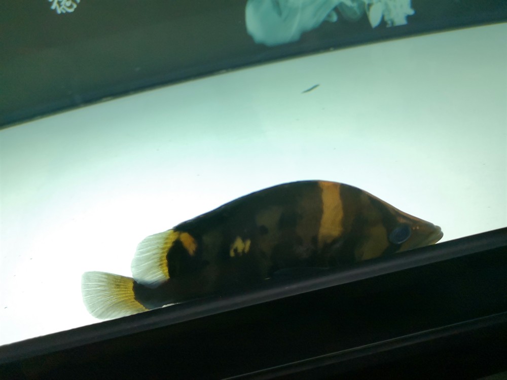 虎魚這種魚眼還有救嗎?