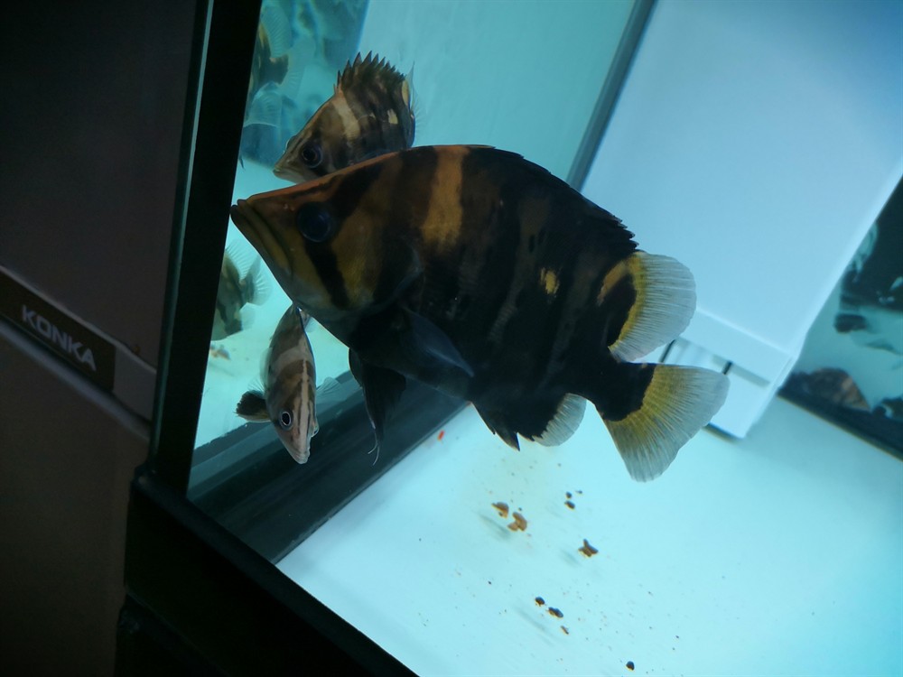 虎魚這種魚眼還有救嗎?