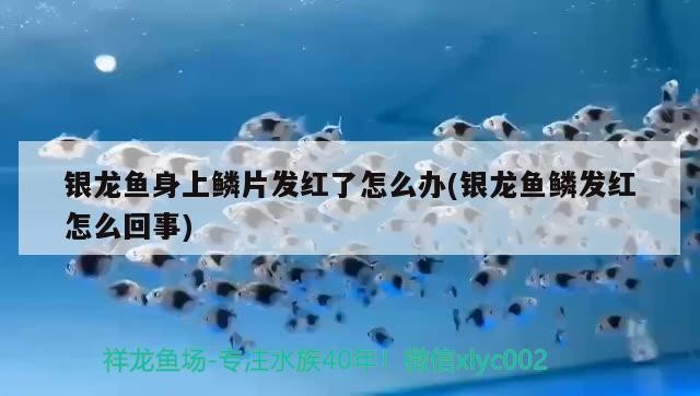 銀龍魚身上鱗片發紅了怎么辦(銀龍魚鱗發紅怎么回事)