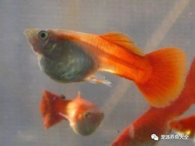 龍魚可以喂金魚嗎怎么喂的呢