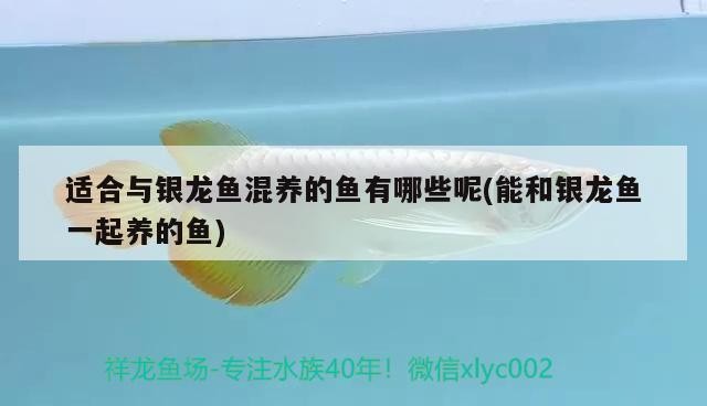 豬鼻龜 適合與銀龍魚混養的魚有哪些呢(能和銀龍魚一起養的魚) 銀龍魚百科 適合與銀龍魚混養的魚有哪些呢(能和銀龍魚一起養的魚) 適合與銀龍魚混養的魚有哪些呢(能和銀龍魚一起養的魚) 銀龍魚百科
