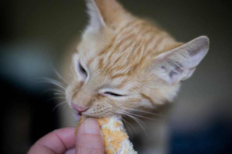虎魚如何訓吃飼料啊