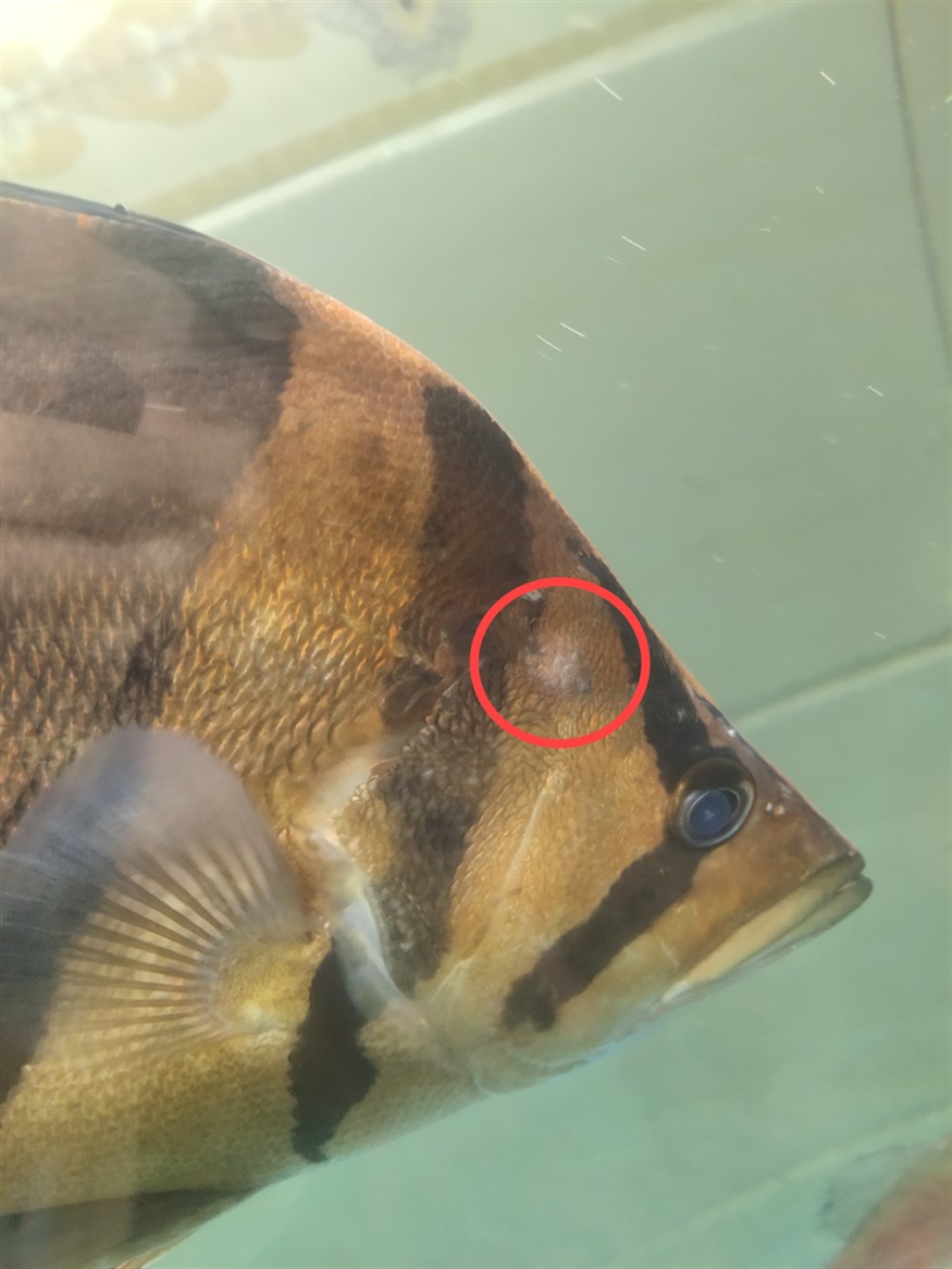 求助虎魚頭上起個泡是這么回事