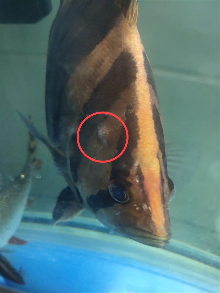 求助虎魚頭上起個泡是這么回事