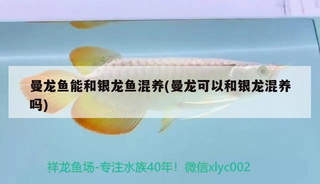 曼龍魚能和銀龍魚混養(曼龍可以和銀龍混養嗎)