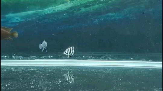 小虎魚虎魚圈