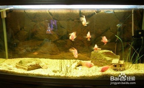 德欽縣拖頂鄉花木年華水族館（德欽縣拖頂鄉花木年華水族館