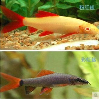 龍魚的胡須有什么用處