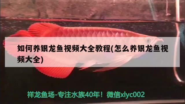 如何養銀龍魚視頻大全教程(怎么養銀龍魚視頻大全)