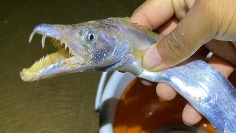 大齊的魚缸視頻全集：與大齊魚缸相關(guān)的魚缸相關(guān)的視頻并非專門關(guān)于魚缸的