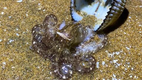 大齊的魚缸視頻全集：與大齊魚缸相關(guān)的魚缸相關(guān)的視頻并非專門關(guān)于魚缸的