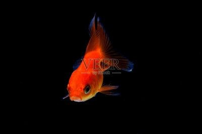 魚缸背景設計的藝術：如何選擇魚缸背景圖