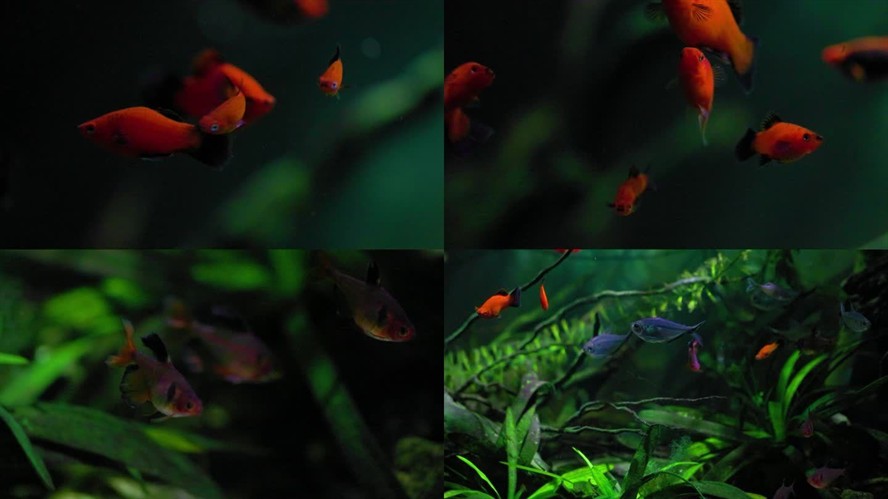 魚缸背景設計的藝術：如何選擇魚缸背景圖