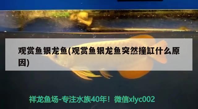 觀賞魚銀龍魚(觀賞魚銀龍魚突然撞缸什么原因)
