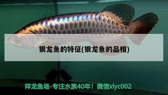 銀龍魚的特征(銀龍魚的品相)