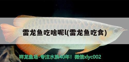 雷龍魚吃啥呢l(雷龍魚吃食)